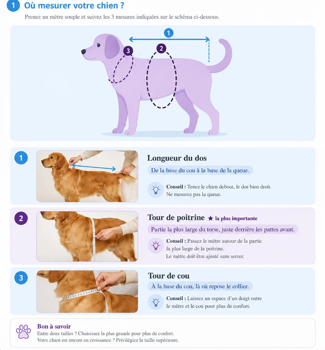 Où mesurer votre chien : longueur du dos, tour de poitrine et tour de cou, avec photos de démonstration.